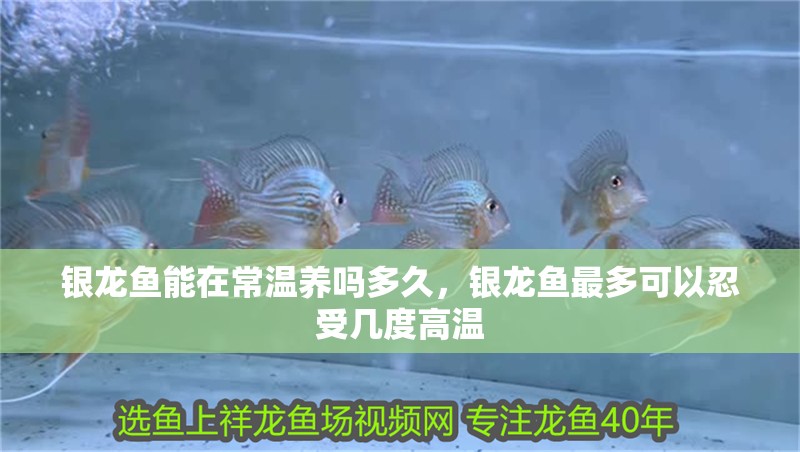 銀龍魚能在常溫養(yǎng)嗎多久，銀龍魚最多可以忍受幾度高溫