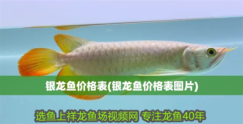 銀龍魚價格表(銀龍魚價格表圖片)