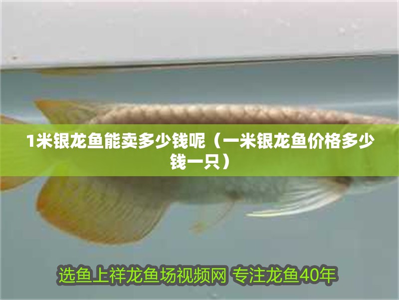 1米銀龍魚能賣多少錢呢（一米銀龍魚價(jià)格多少錢一只）