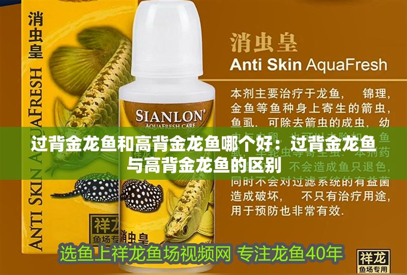 過背金龍魚和高背金龍魚哪個好：過背金龍魚與高背金龍魚的區別