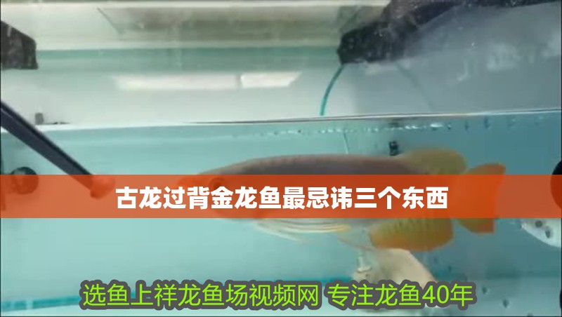 古龍過背金龍魚最忌諱三個東西