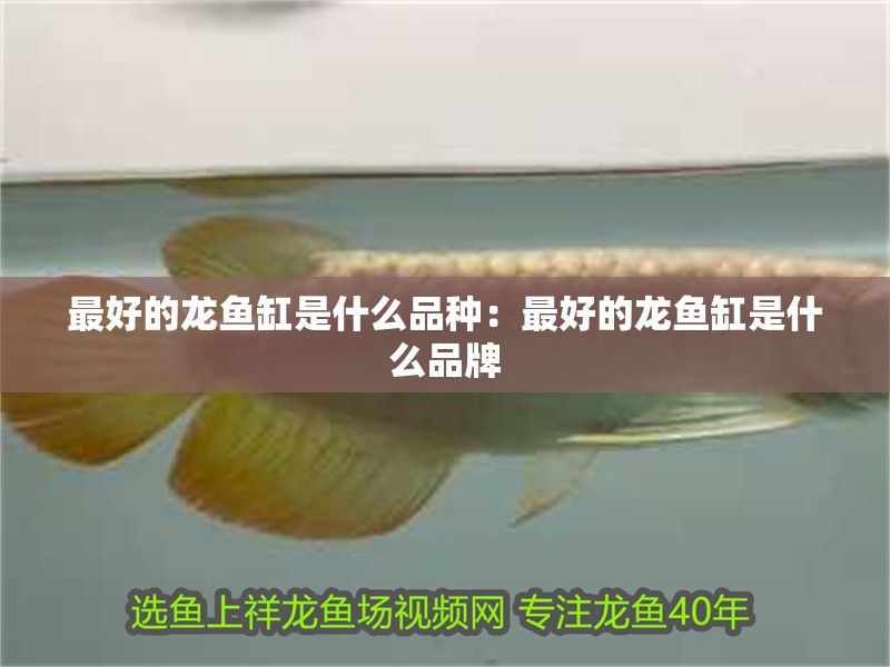 最好的龍魚缸是什么品種：最好的龍魚缸是什么品牌