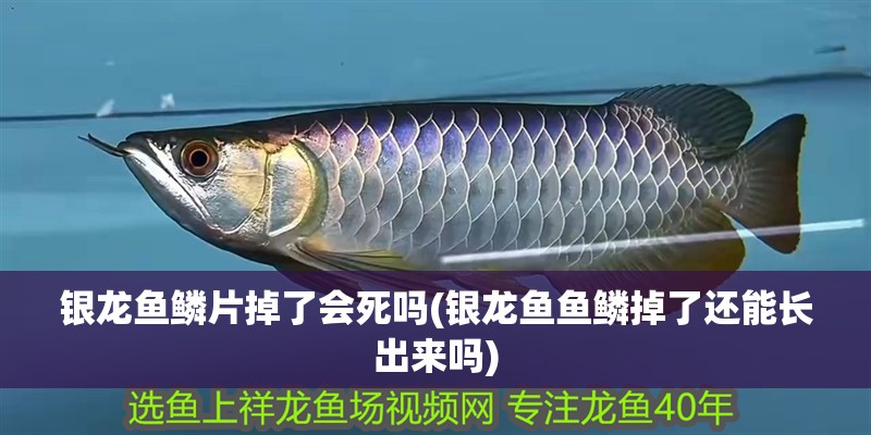 銀龍魚鱗片掉了會死嗎(銀龍魚魚鱗掉了還能長出來嗎)