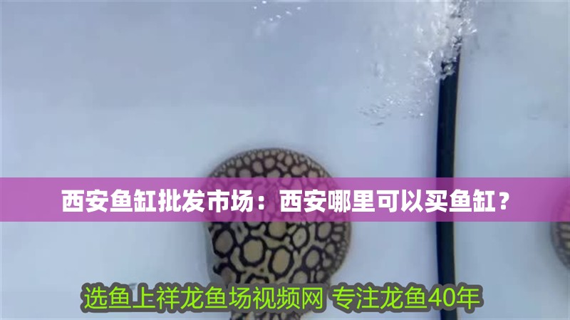 西安魚缸批發市場：西安哪里可以買魚缸？
