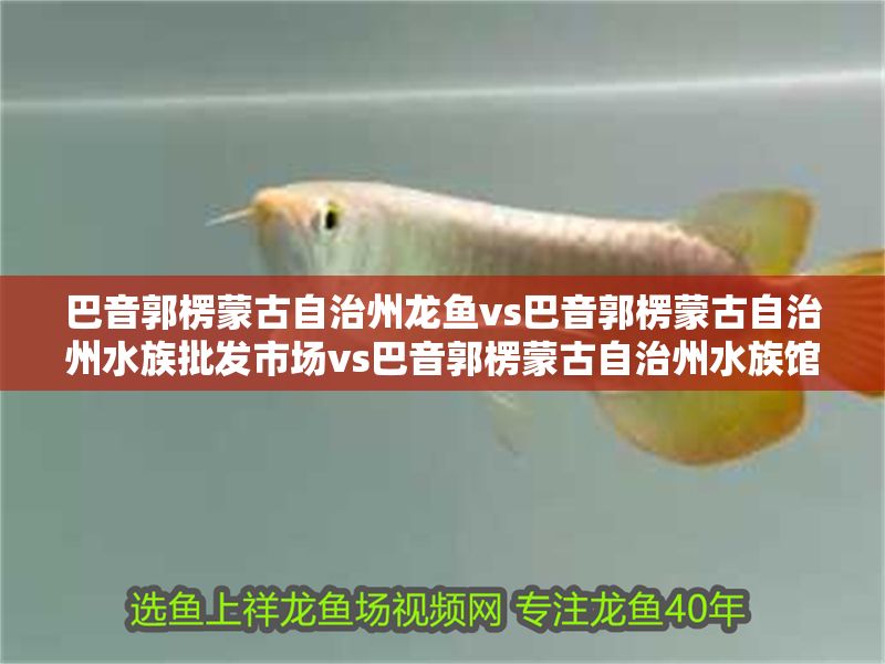 巴音郭楞蒙古自治州龍魚vs巴音郭楞蒙古自治州水族批發市場vs巴音郭楞蒙古自治州水族館vs巴音郭楞蒙古自治州魚缸批發市場vs祥龍魚場：巴音郭楞蒙古自治州龍魚、水族批發市場 巴音郭楞蒙古自治州龍魚vs巴音郭楞蒙古自治州水族批發市場vs巴音郭楞蒙古自治州水族館vs巴音郭楞蒙古自治州魚缸批發市場vs祥龍魚場：巴音郭楞蒙古自治州龍魚、水族批發市場 祥龍魚場各市分站 第2張
