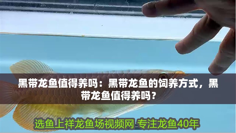 黑帶龍魚(yú)值得養(yǎng)嗎：黑帶龍魚(yú)的飼養(yǎng)方式，黑帶龍魚(yú)值得養(yǎng)嗎？