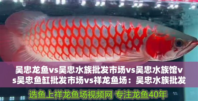 吳忠龍魚vs吳忠水族批發市場vs吳忠水族館vs吳忠魚缸批發市場vs祥龍魚場：吳忠水族批發市場、吳忠水族館、吳忠水族館、祥龍魚場批發市場 吳忠龍魚vs吳忠水族批發市場vs吳忠水族館vs吳忠魚缸批發市場vs祥龍魚場：吳忠水族批發市場、吳忠水族館、吳忠水族館、祥龍魚場批發市場 祥龍魚場各市分站 第2張