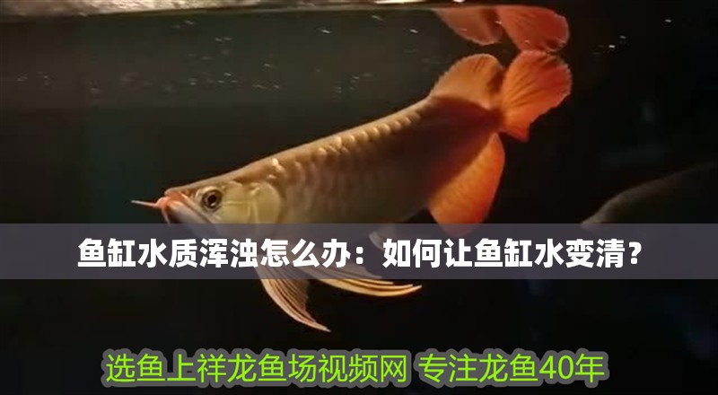 魚缸水質渾濁怎么辦：如何讓魚缸水變清？