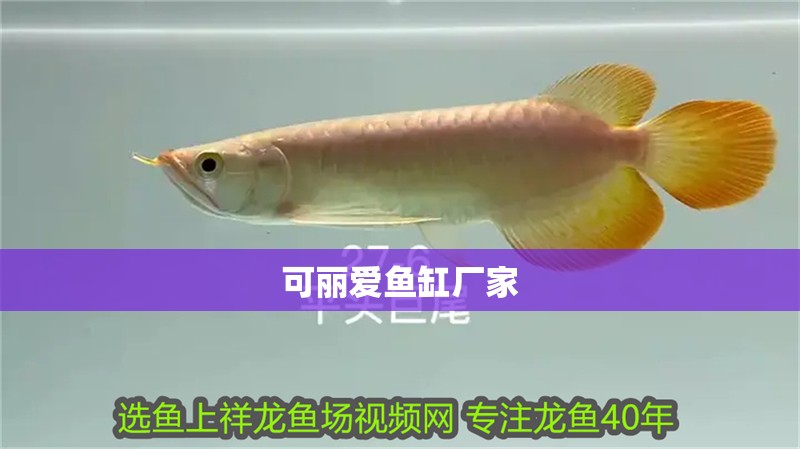 可麗愛魚缸廠家