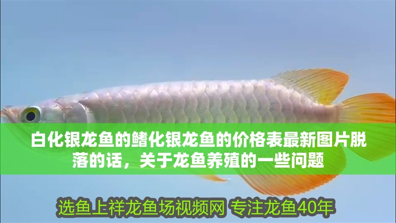 白化銀龍魚的鰭化銀龍魚的價格表最新圖片脫落的話，關(guān)于龍魚養(yǎng)殖的一些問題