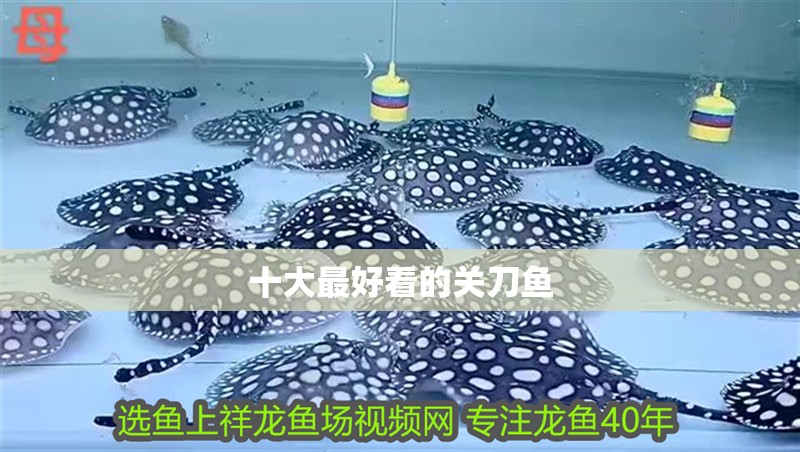 十大最好看的關刀魚