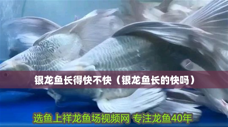 銀龍魚(yú)長(zhǎng)得快不快（銀龍魚(yú)長(zhǎng)的快嗎）