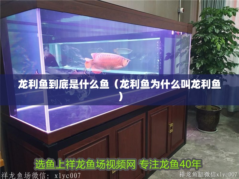 龍利魚到底是什么魚（龍利魚為什么叫龍利魚）