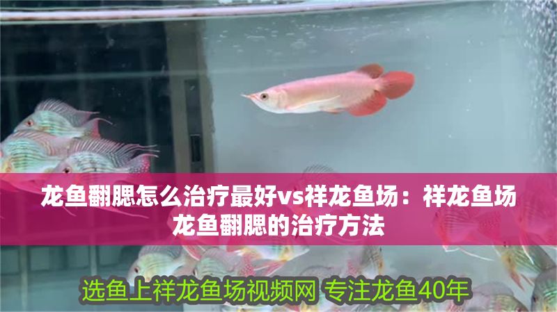 龍魚翻腮怎么治療最好vs祥龍魚場：祥龍魚場龍魚翻腮的治療方法