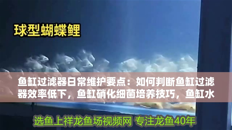 魚缸過濾器日常維護要點：如何判斷魚缸過濾器效率低下，魚缸硝化細菌培養技巧，魚缸水質檢測頻率建議
