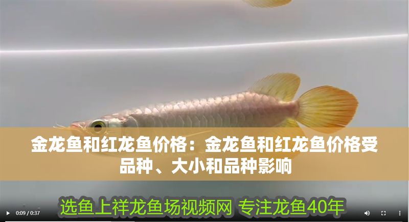 金龍魚和紅龍魚價格：金龍魚和紅龍魚價格受品種、大小和品種影響