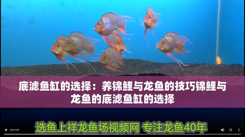 底濾魚缸的選擇：養錦鯉與龍魚的技巧錦鯉與龍魚的底濾魚缸的選擇
