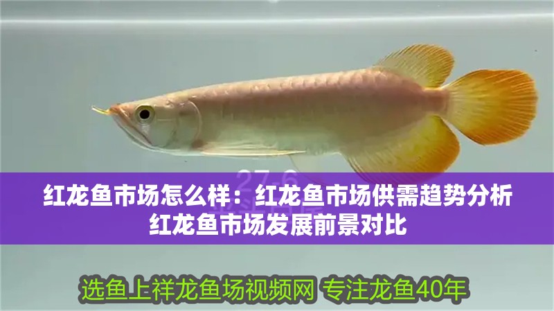 鸚鵡魚和銀龍魚混養怎樣喂食 紅龍魚市場怎么樣:紅龍魚市場供需趨勢分析紅龍魚市場發展前景對比 龍魚百科 紅龍魚市場怎么樣:紅龍魚市場供需趨勢分析紅龍魚市場發展前景對比 紅龍魚市場怎么樣:紅龍魚市場供需趨勢分析紅龍魚市場發展前景對比 龍魚百科