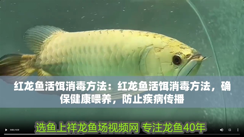 紅龍魚活餌消毒方法：紅龍魚活餌消毒方法，確保健康喂養，防止疾病傳播