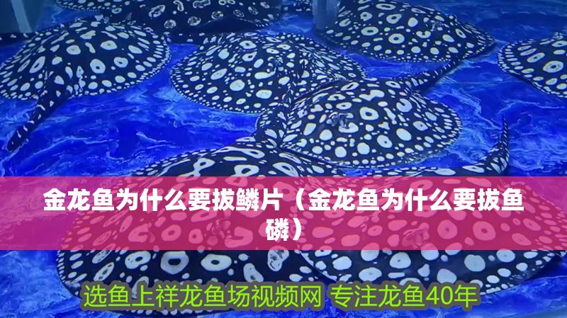 金龍魚為什么要拔鱗片（金龍魚為什么要拔魚磷）