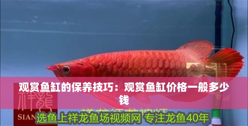 觀賞魚缸的保養技巧：觀賞魚缸價格一般多少錢