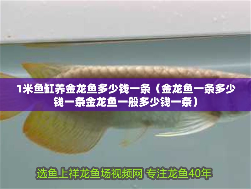 1米魚缸養金龍魚多少錢一條（金龍魚一條多少錢一條金龍魚一般多少錢一條）
