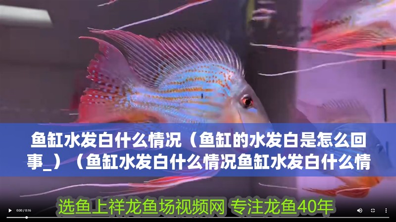 魚缸水發白什么情況（魚缸的水發白是怎么回事_）（魚缸水發白什么情況魚缸水發白什么情況，魚缸水發白什么情況）