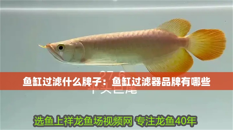 魚缸過濾什么牌子：魚缸過濾器品牌有哪些