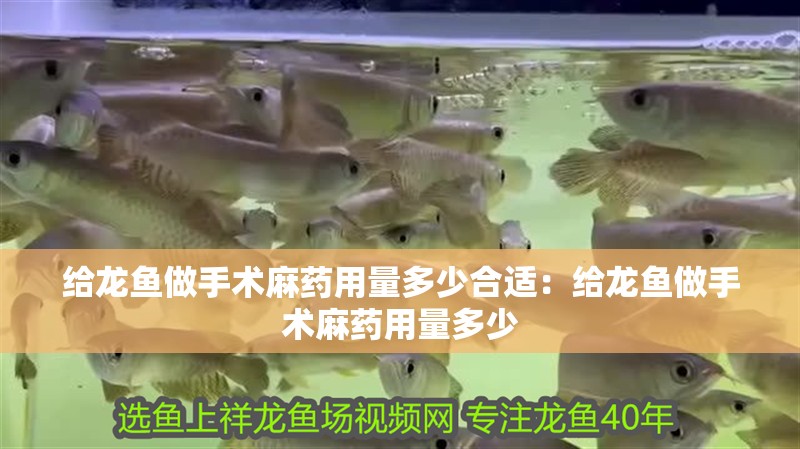 給龍魚做手術麻藥用量多少合適：給龍魚做手術麻藥用量多少 給龍魚做手術麻藥用量多少合適：給龍魚做手術麻藥用量多少 龍魚百科