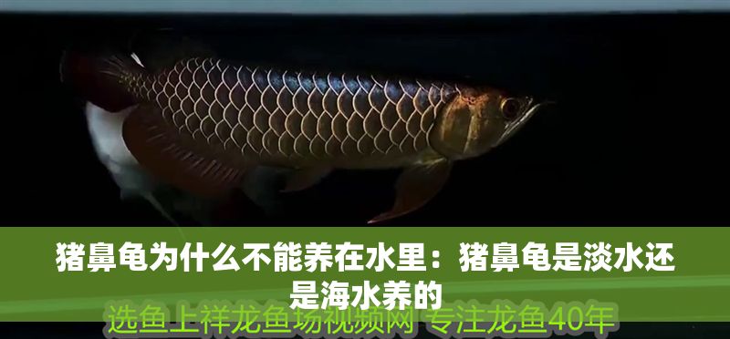 豬鼻龜為什么不能養在水里：豬鼻龜是淡水還是海水養的