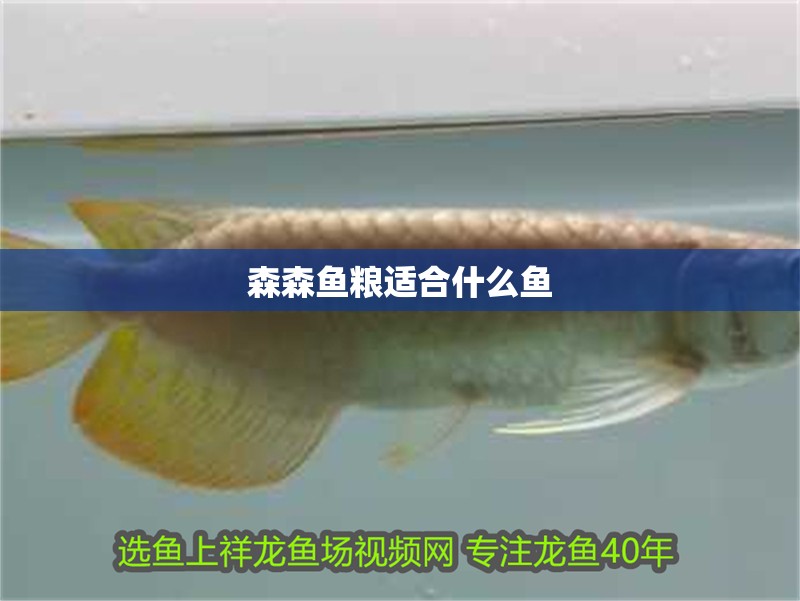 森森魚糧適合什么魚