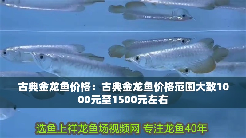 古典金龍魚(yú)價(jià)格：古典金龍魚(yú)價(jià)格范圍大致1000元至1500元左右