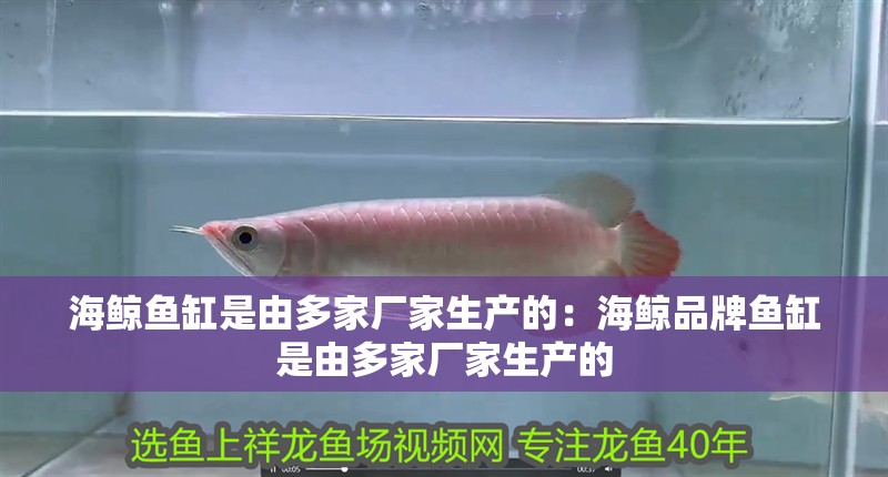 海鯨魚(yú)缸是由多家廠家生產(chǎn)的：海鯨品牌魚(yú)缸是由多家廠家生產(chǎn)的