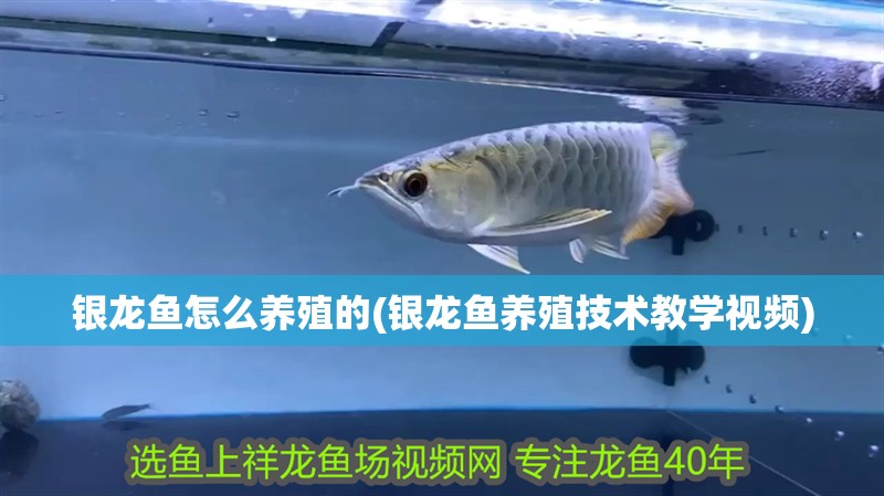 銀龍魚怎么養殖的(銀龍魚養殖技術教學視頻)