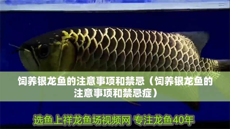 飼養(yǎng)銀龍魚的注意事項(xiàng)和禁忌（飼養(yǎng)銀龍魚的注意事項(xiàng)和禁忌癥）