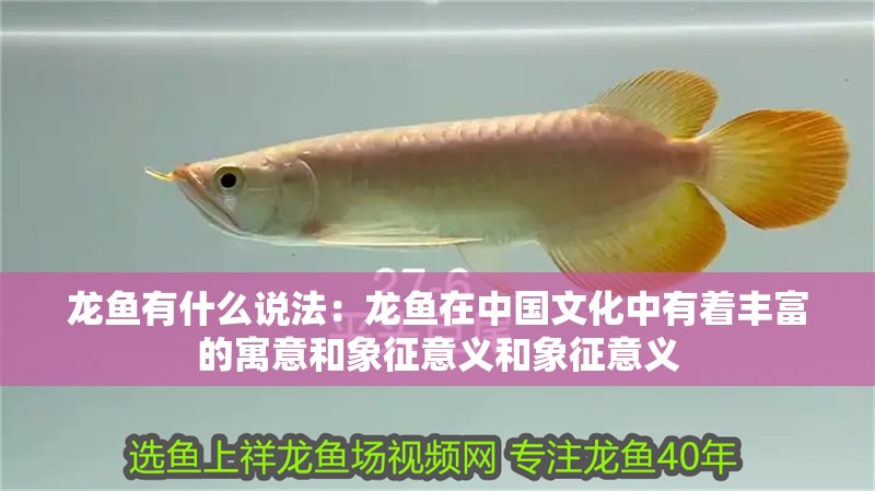 龍魚有什么說法：龍魚在中國文化中有著豐富的寓意和象征意義和象征意義