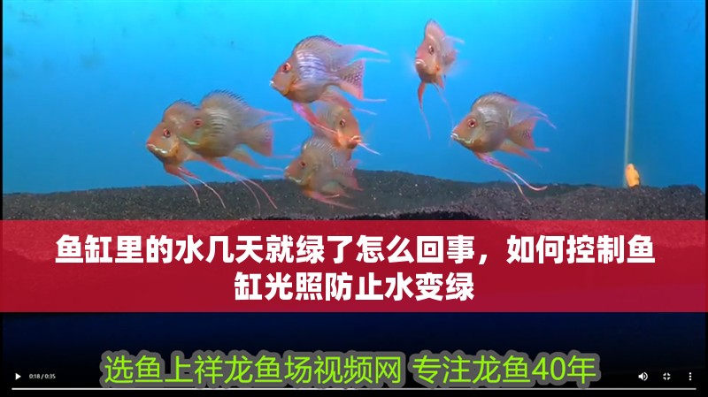 魚缸里的水幾天就綠了怎么回事，如何控制魚缸光照防止水變綠