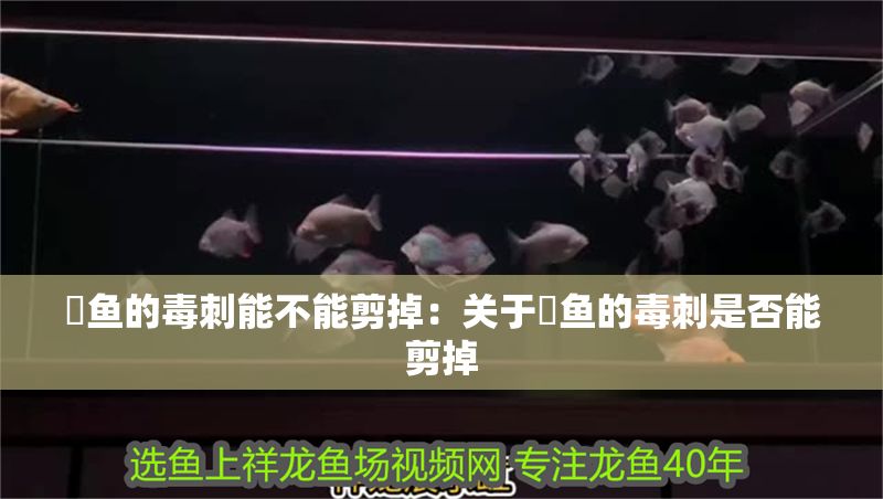 魟魚的毒刺能不能剪掉：關(guān)于魟魚的毒刺是否能剪掉