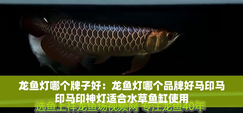 龍魚燈哪個牌子好：龍魚燈哪個品牌好馬印馬印馬印神燈適合水草魚缸使用