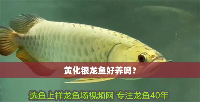 黃化銀龍魚好養(yǎng)嗎？