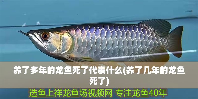 養了多年的龍魚死了代表什么(養了幾年的龍魚死了)