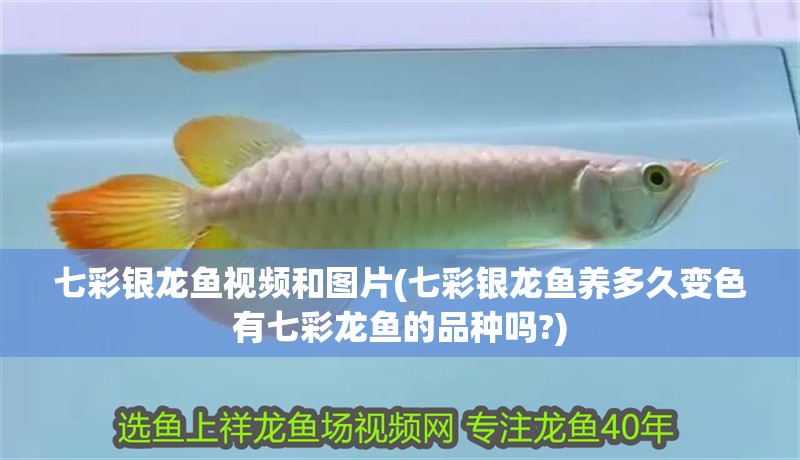 七彩銀龍魚視頻和圖片(七彩銀龍魚養多久變色有七彩龍魚的品種嗎?)