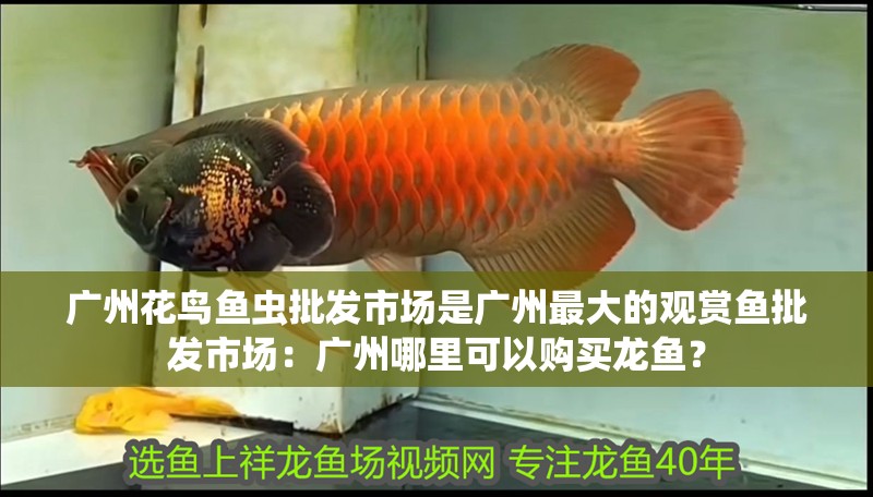 廣州花鳥魚蟲批發市場是廣州最大的觀賞魚批發市場：廣州哪里可以購買龍魚？