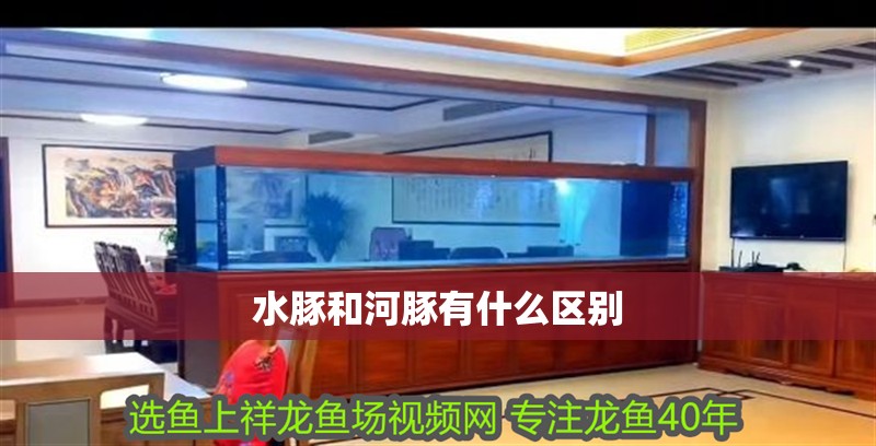 水豚和河豚有什么區(qū)別