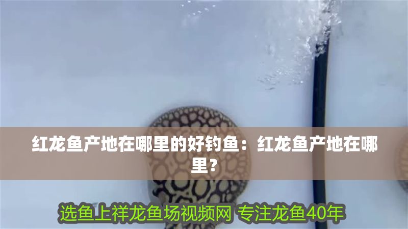 紅龍魚產地在哪里的好釣魚：紅龍魚產地在哪里？