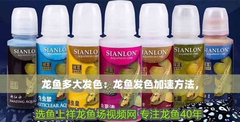 龍魚多大發色：龍魚發色加速方法，