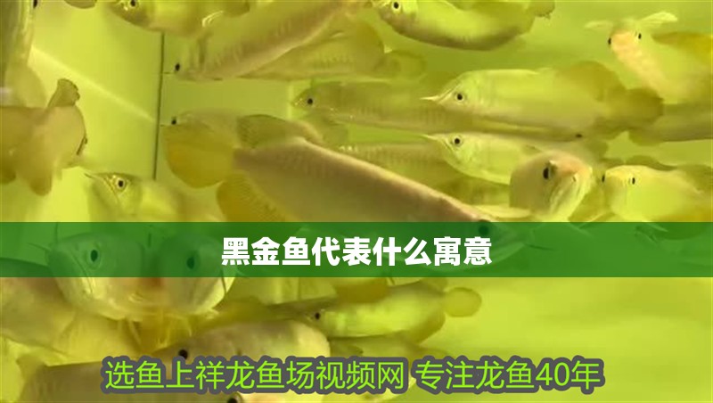 黑金魚代表什么寓意