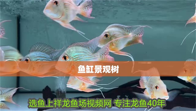 魚缸景觀樹