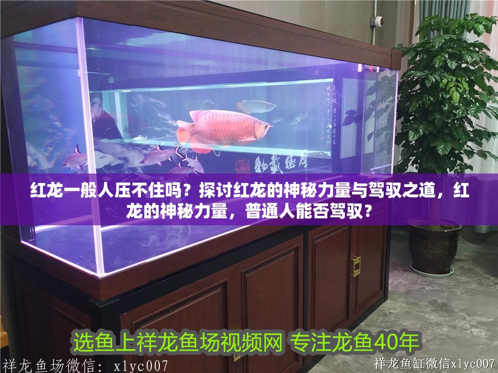 紅龍一般人壓不住嗎？探討紅龍的神秘力量與駕馭之道，紅龍的神秘力量，普通人能否駕馭？