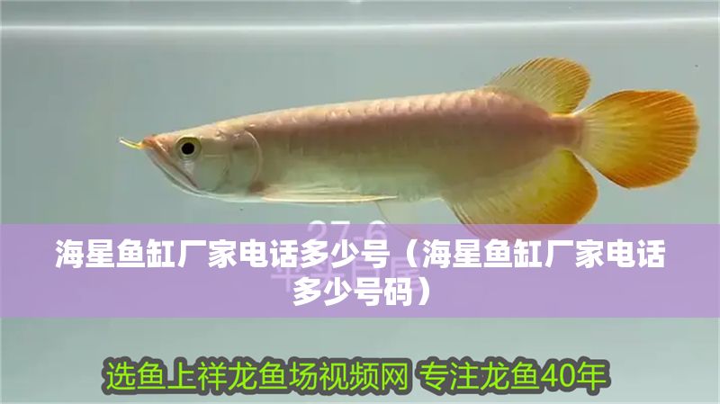 海星魚缸廠家電話多少號（海星魚缸廠家電話多少號碼）